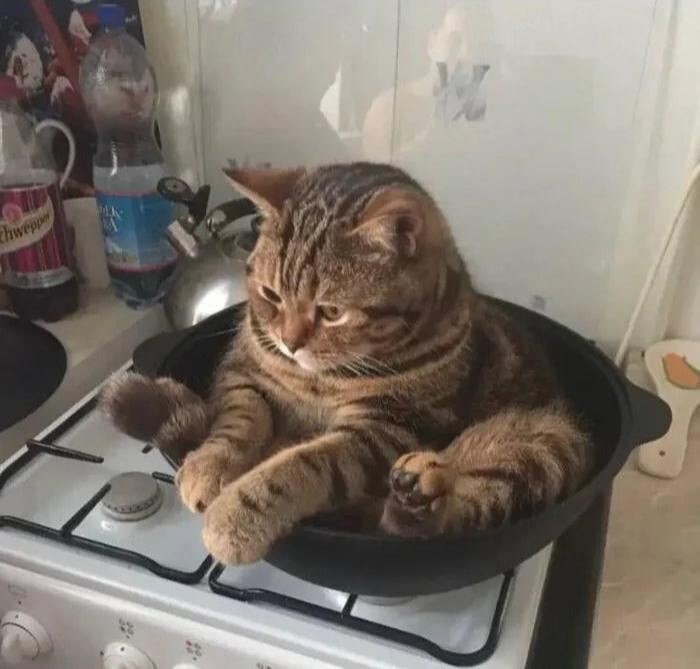 30 фото котиков для настоящих ценителей: без прикрас и мимимишных постановок 
