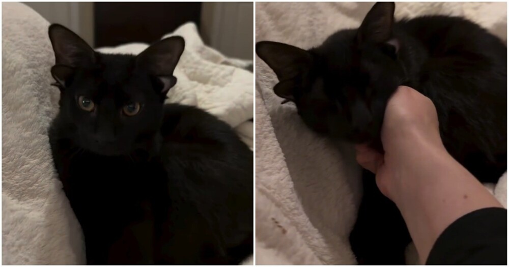Кот с четырьмя ушками