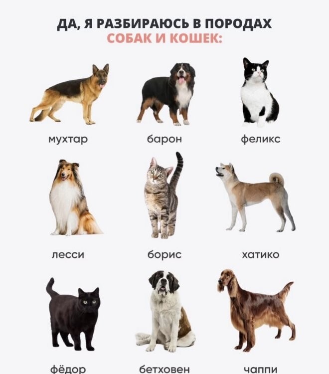 Смешные картинки