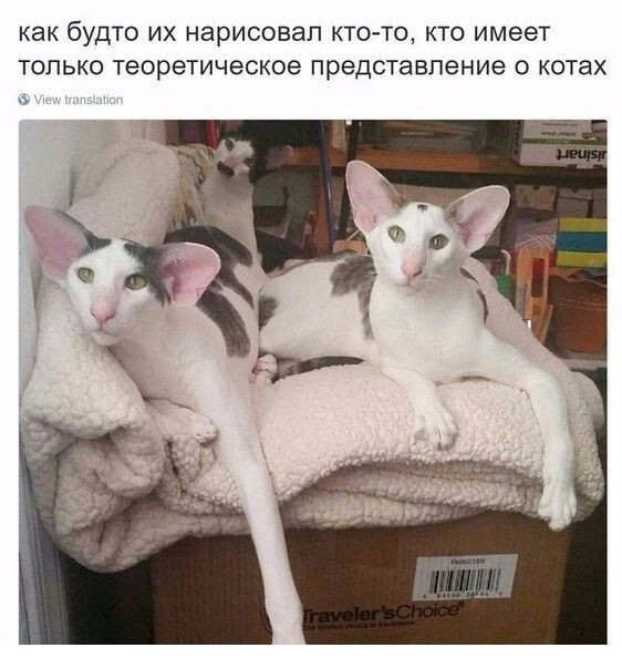 Весëлые картинки