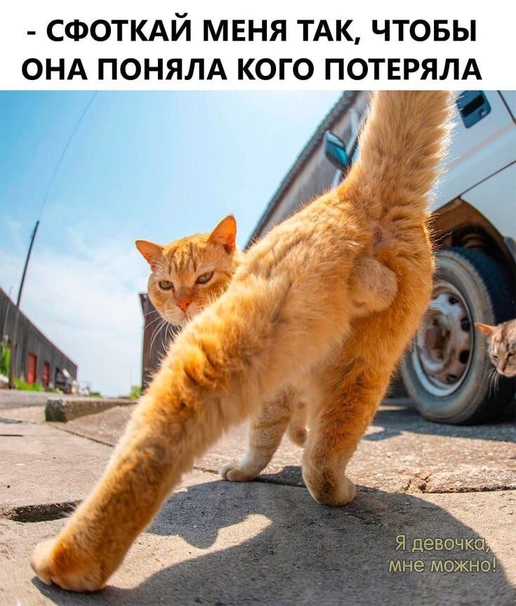 Весëлые картинки