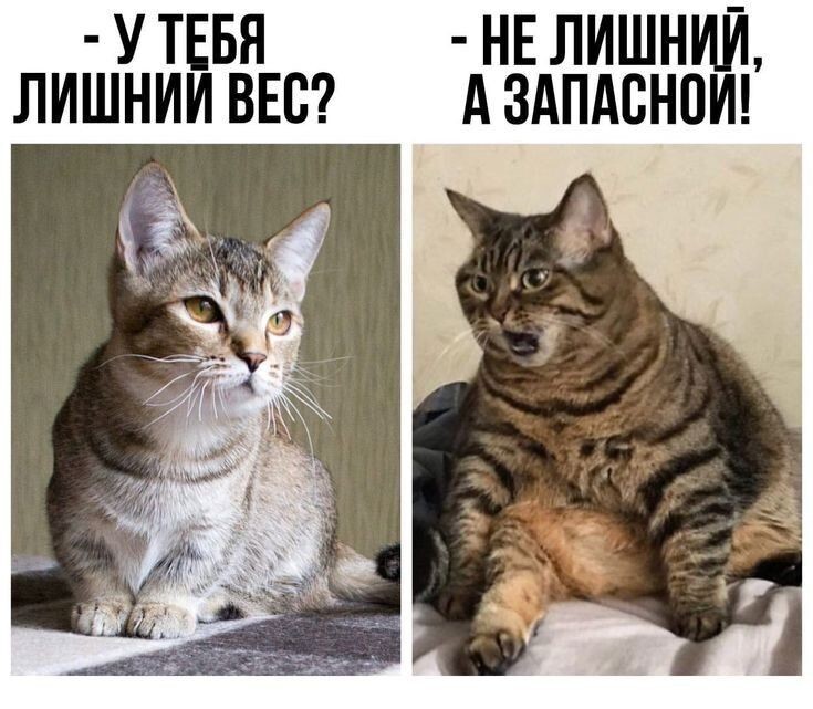 Весëлые картинки