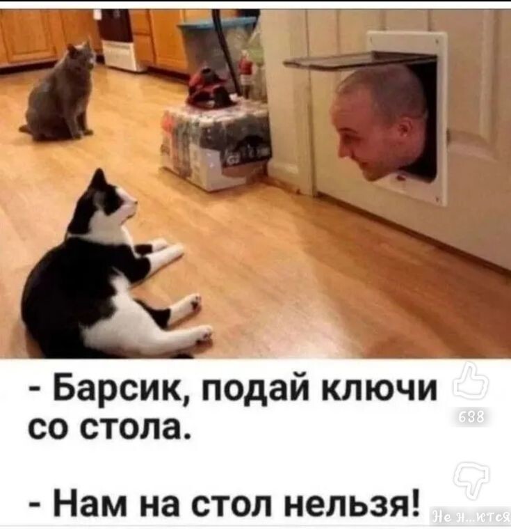 Весëлые картинки
