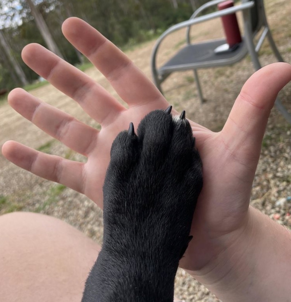 Огромная лапа 11-недельного щенка кане-корсо