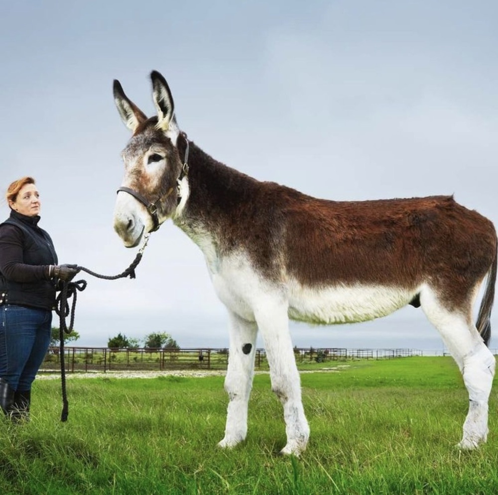 Американский мамонтовый осел Ромул ростом 172 см