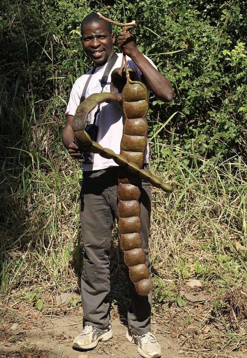 Огромные стручки африканской лианы Entada rheedii