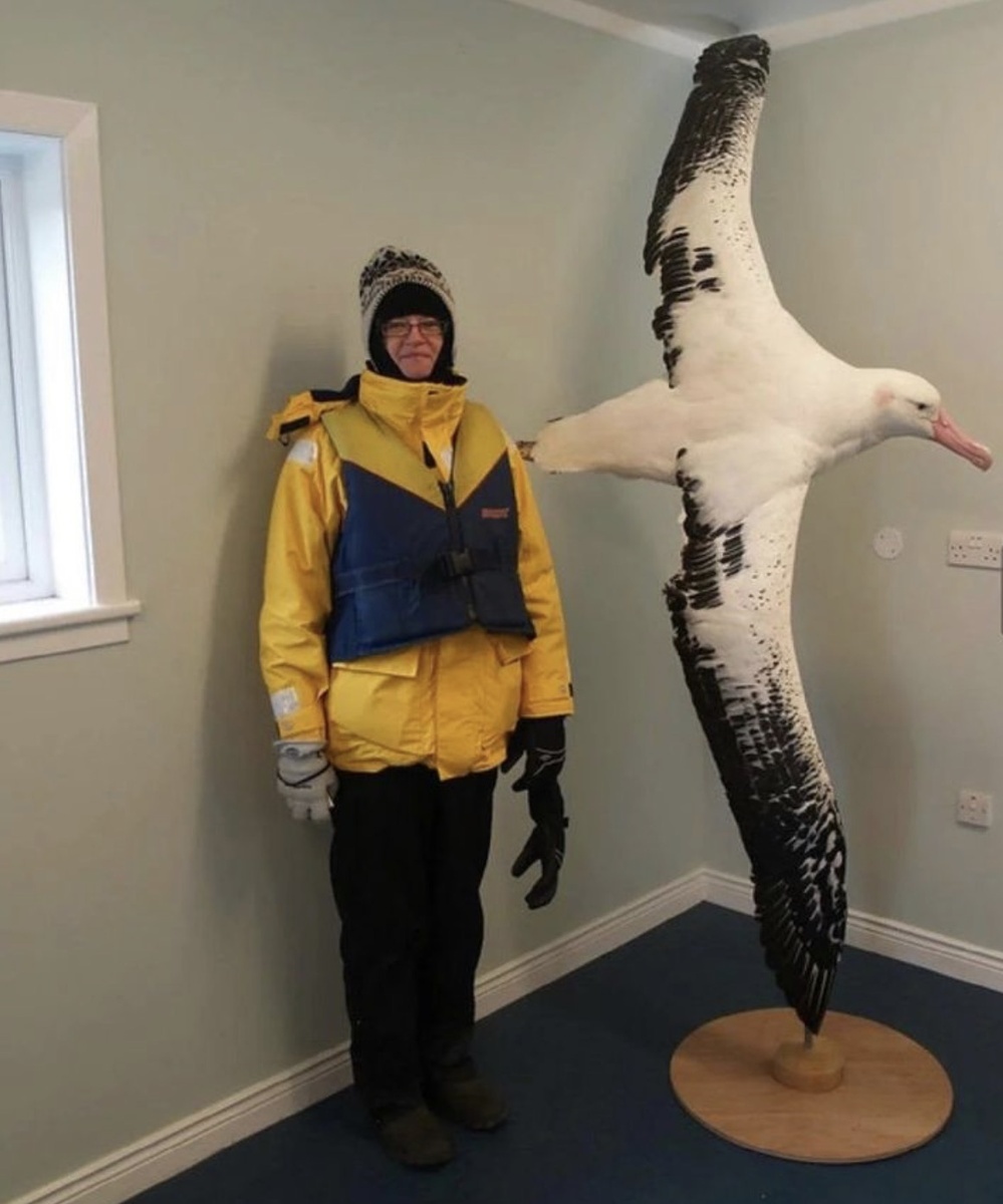 Чучело альбатроса с размахом крыльев 289 см в сравнении с человеком