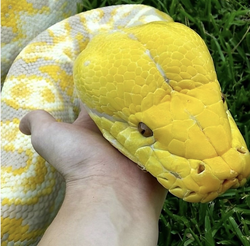 Желтоголовый сетчатый питон, голова которого сравнима с кистью человека