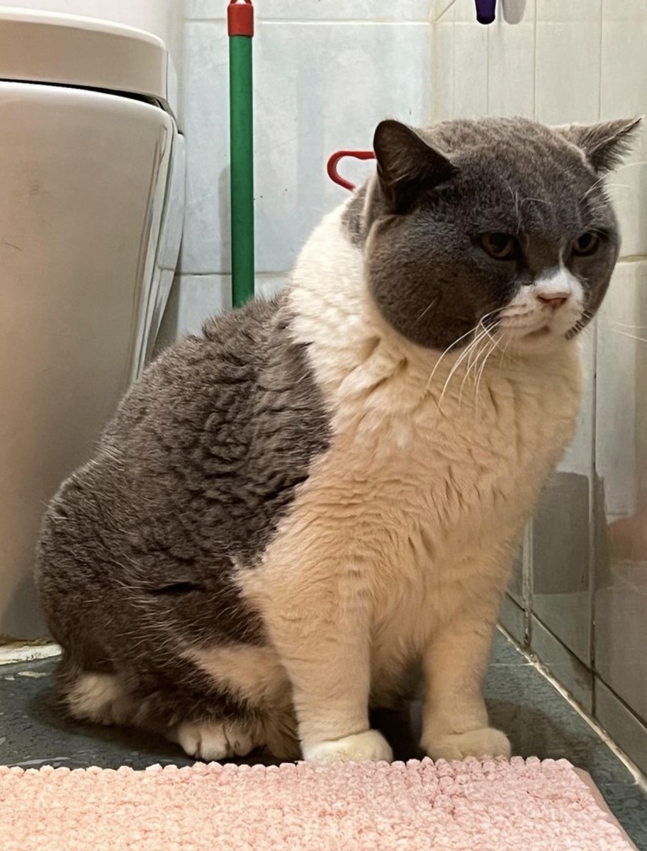 Огромный кот, сидящий рядом с обычным унитазом