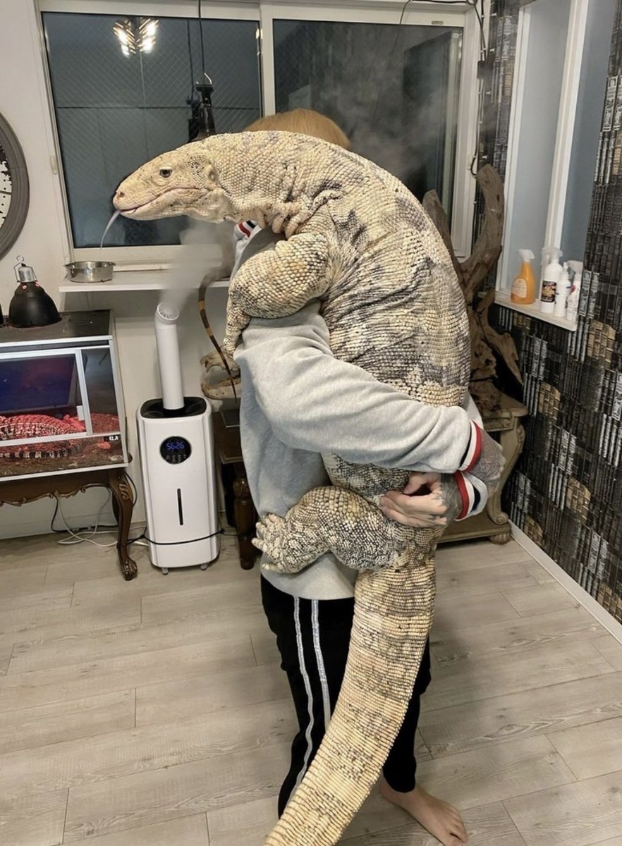 Огромный домашний питомец, занимающий почти всю комнату