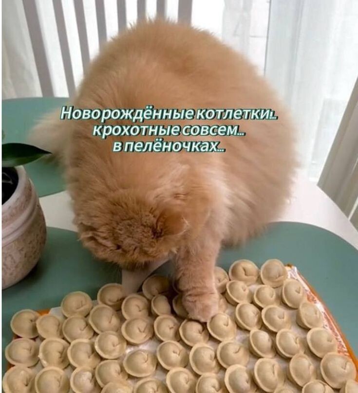 Весëлые картинки