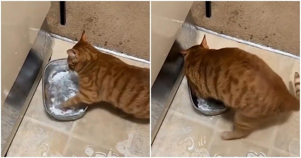 Рыжий кот, воспитанный енотами