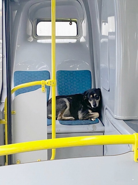 АвтоВсячина