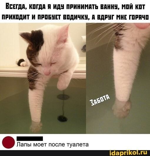 Весëлые картинки