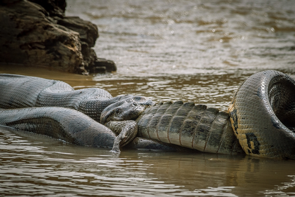 Анаконда и человек