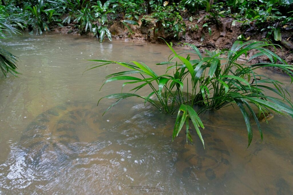 Анаконда и кайман