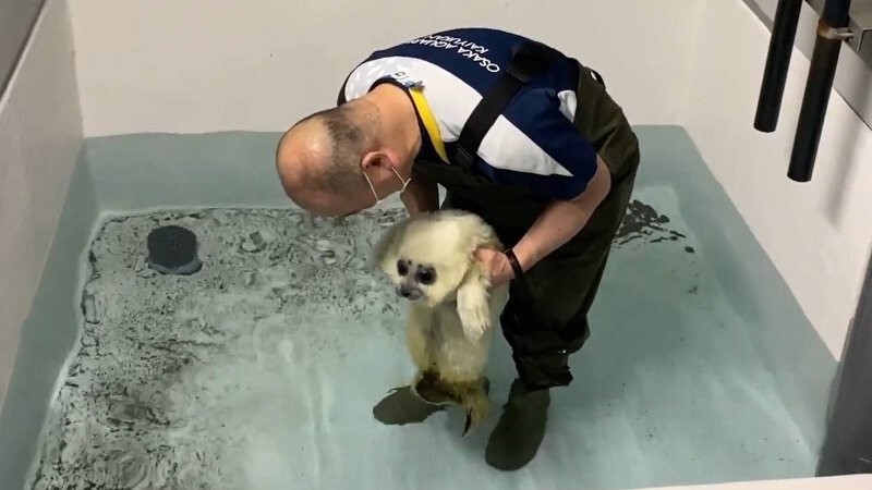 Детёныш тюленя впервые увидел воду