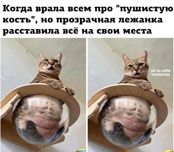 Весëлые картинки