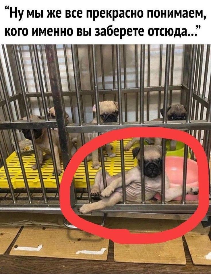 Весëлые картинки