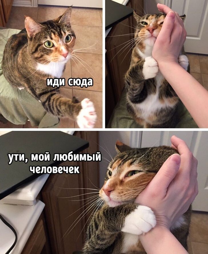Весëлые картинки