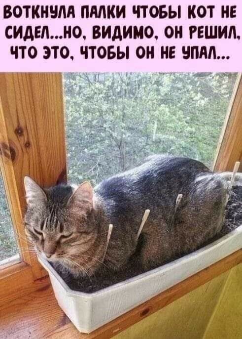 Весëлые картинки