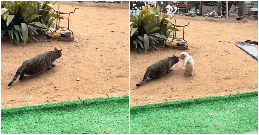 Щенок помешал охоте кота