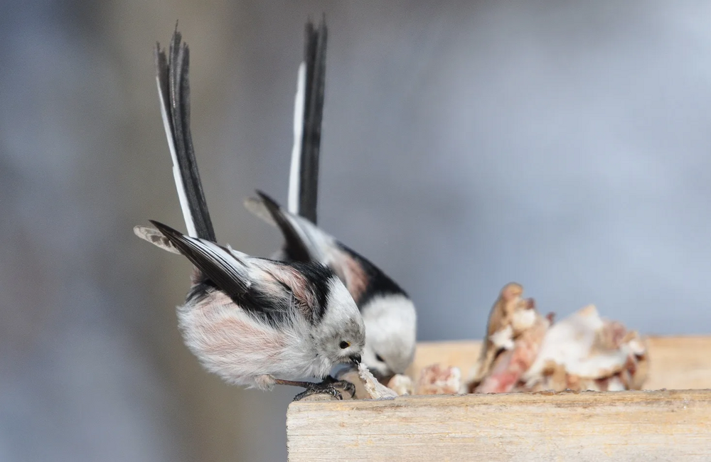 Ополовник: самая милая синица России