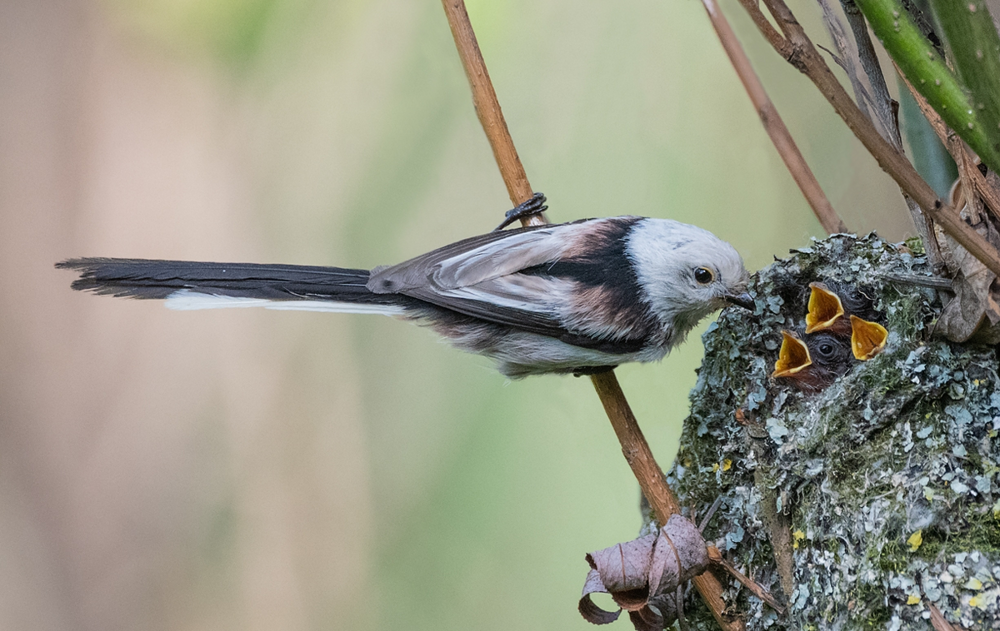 Ополовник: самая милая синица России