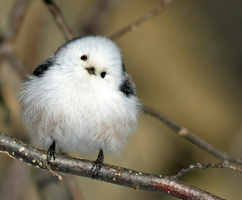 Ополовник: самая милая синица России