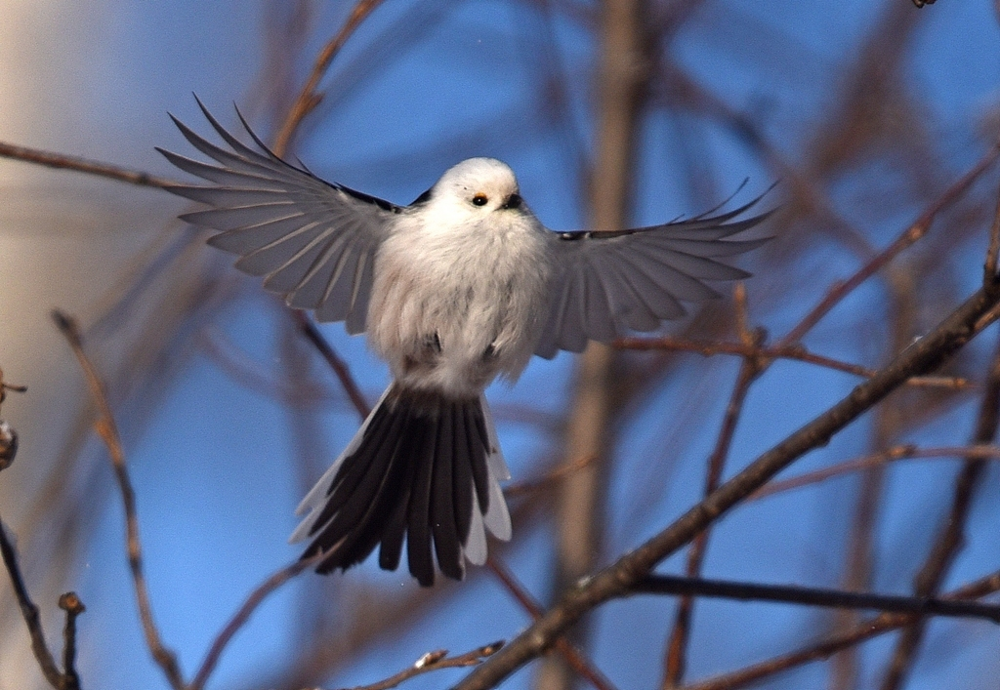 Ополовник: самая милая синица России