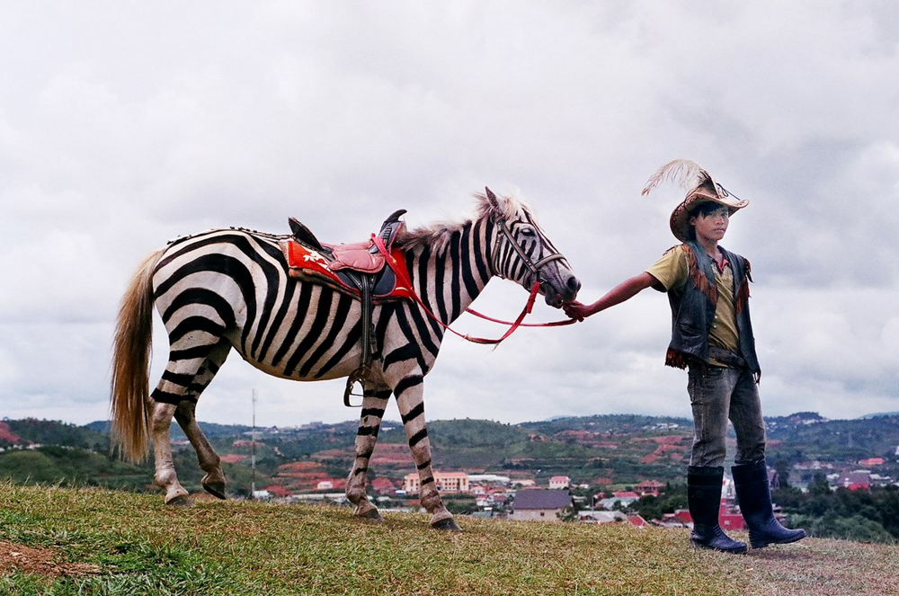 Зебры: не бегут от льва, а дают бой!