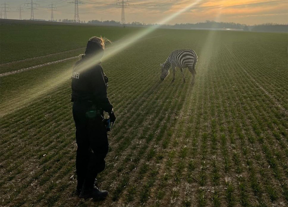 Зебры: не бегут от льва, а дают бой!