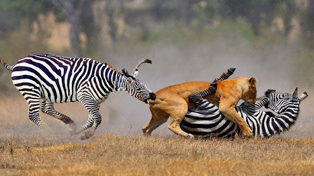 Зебры: не бегут от льва, а дают бой!