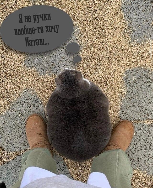 Весëлые картинки