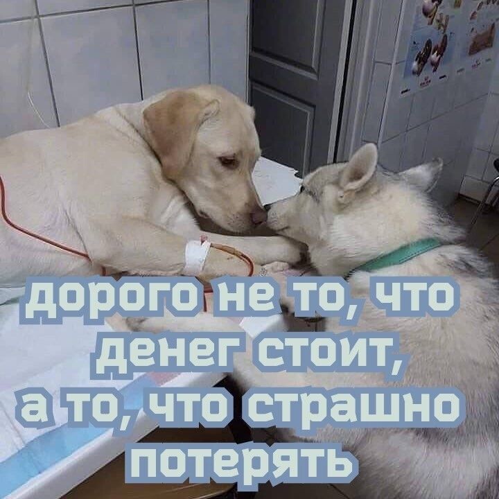 Весëлые картинки