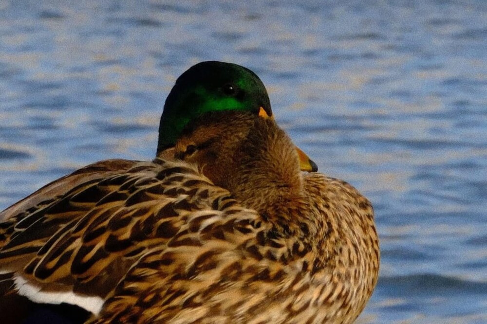 11. Мы вместе