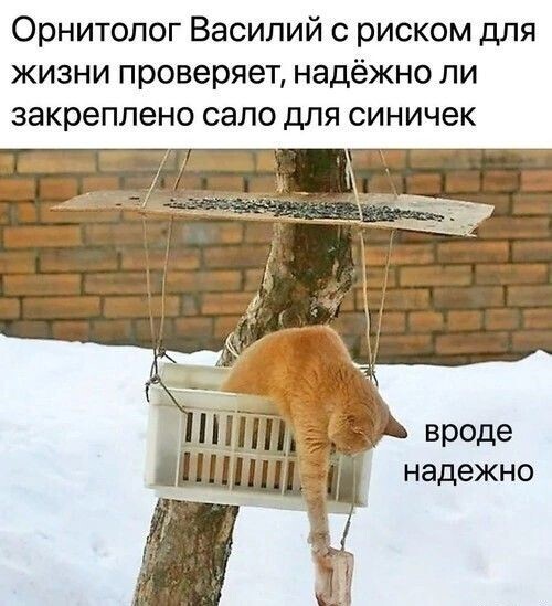 Весёлые картинки