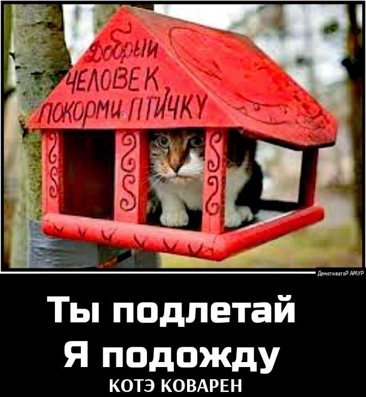 Весёлые картинки