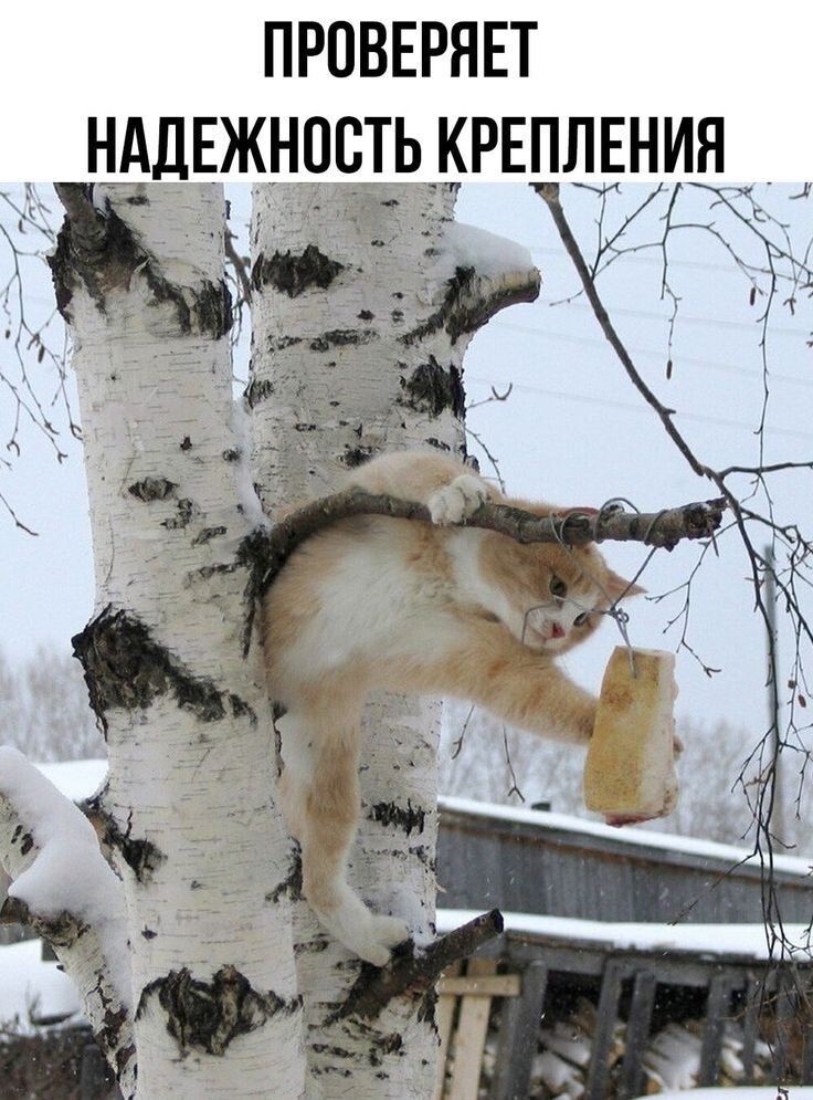 Весёлые картинки