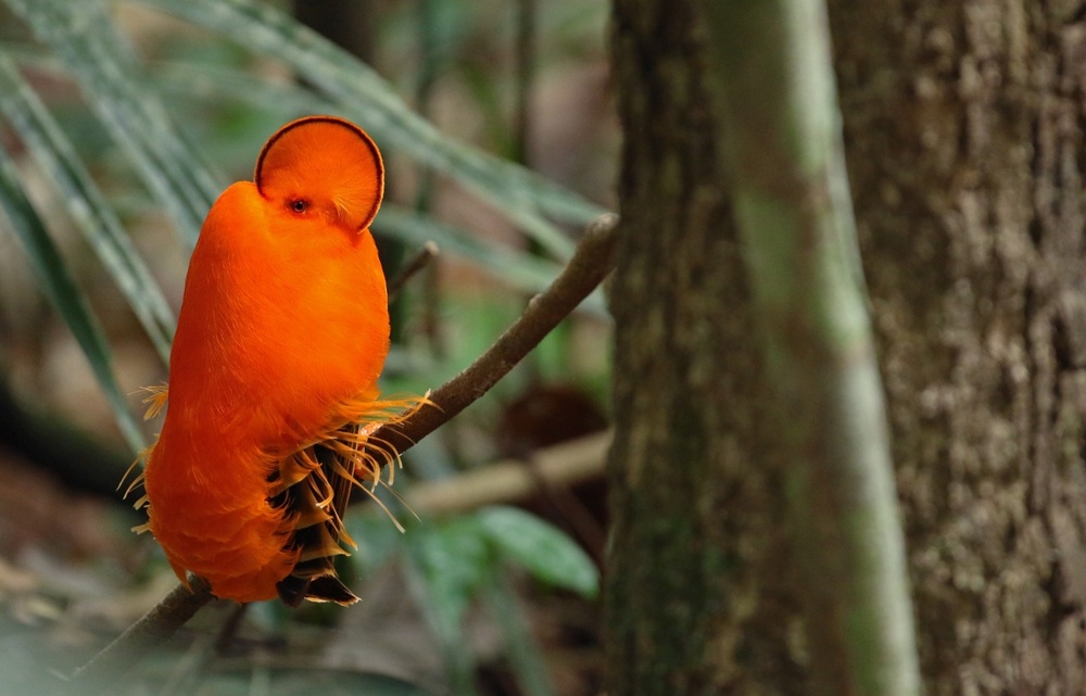 Гвианский петушок: птица, у которой нет лица. Вместо него — оранжевый диск