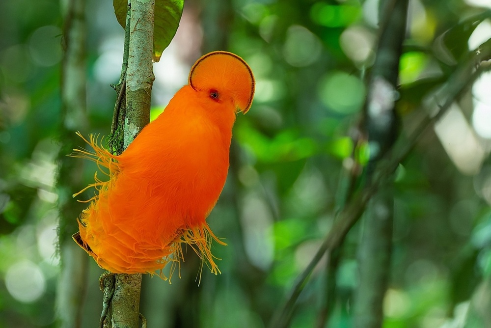 Гвианский петушок: птица, у которой нет лица. Вместо него — оранжевый диск