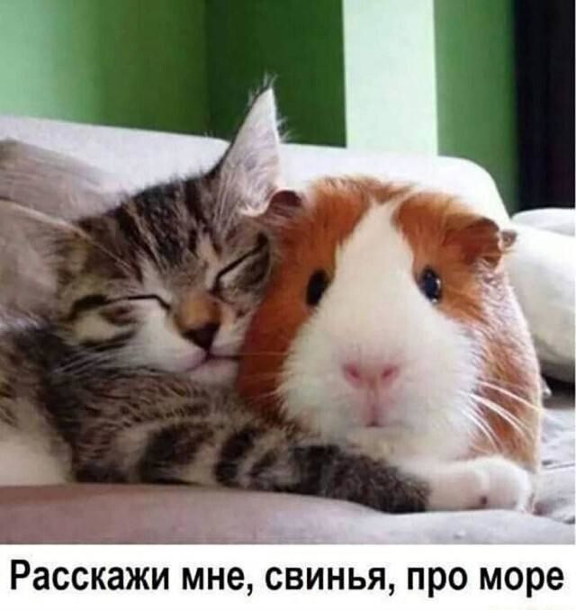 Смешные картинки