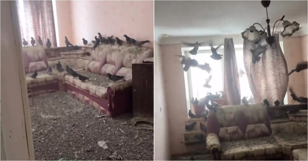 Житель Воркуты вернулся домой и обнаружил квартиру захваченной голубями