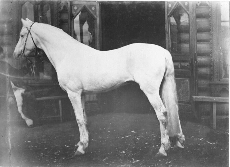 11. Жеребец Серебряный, 1870-е годы