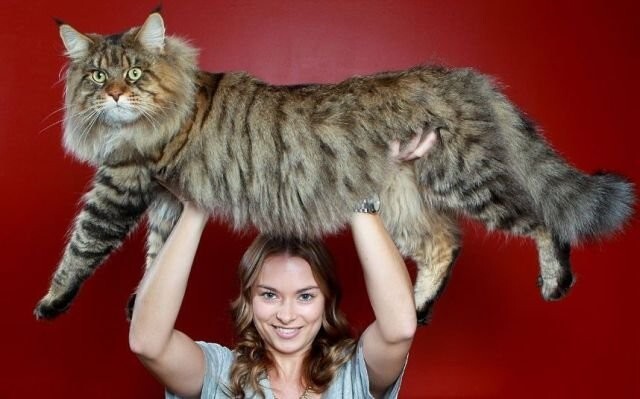 Намешалось