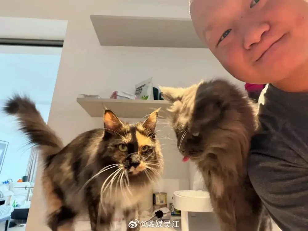 Китаец заработал $23 000 за неделю, работая кото-няней