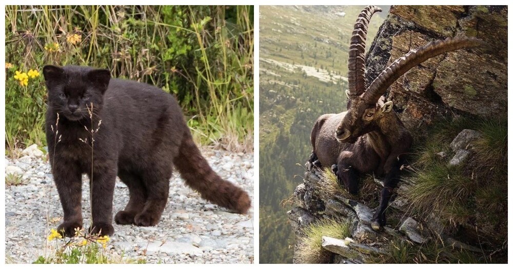 25 фотографий, после просмотра которых захочется купить палатку и уехать в лес