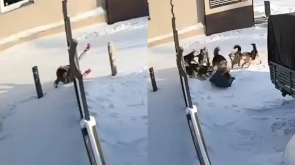 Стая бродячих собак напала на сотрудницу отеля