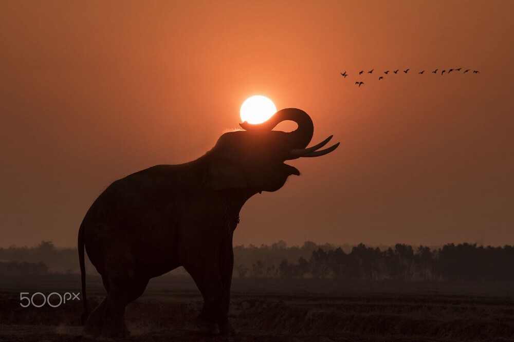 Как слоны понимают смерть?