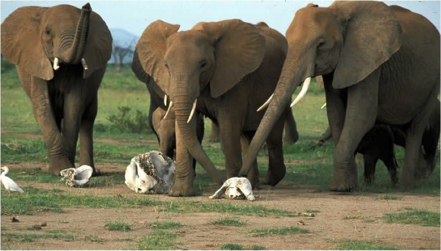 Как слоны понимают смерть?